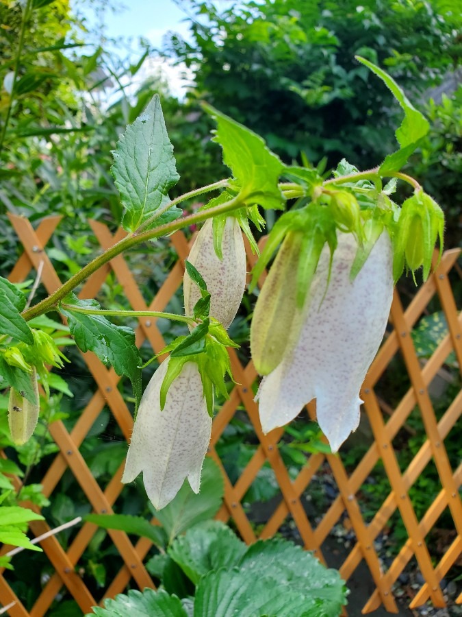 紫いろの花 今は真っ白