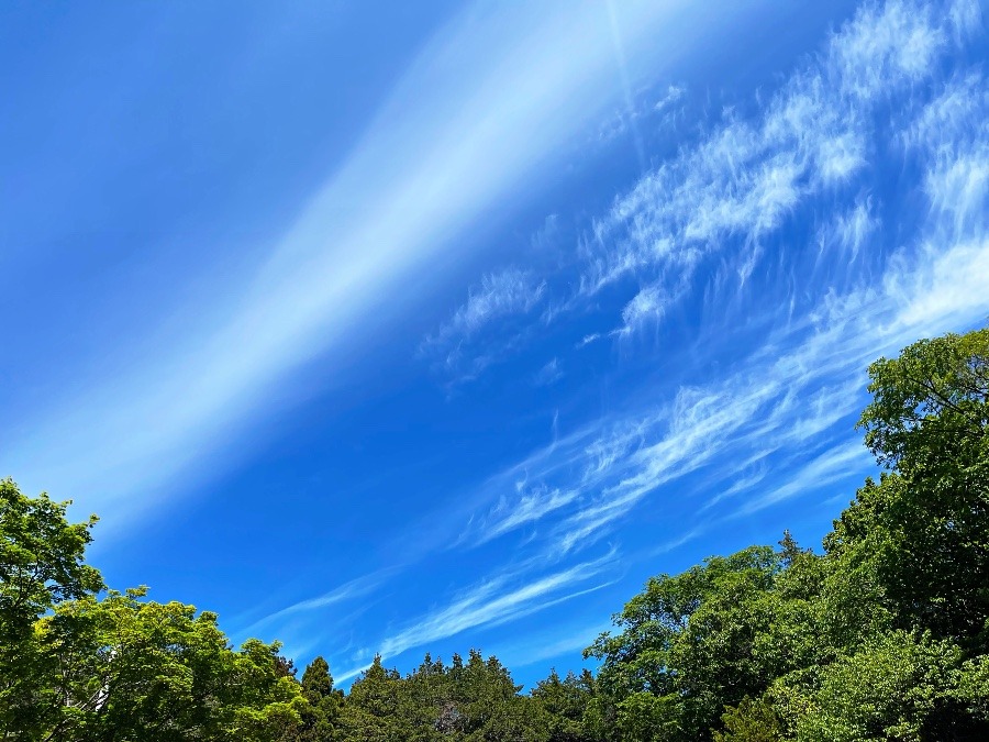 北海道神宮の空