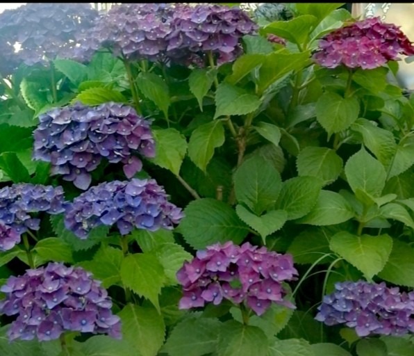紫陽花は集合体