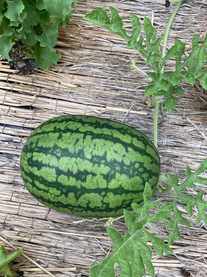 ながいな🍉