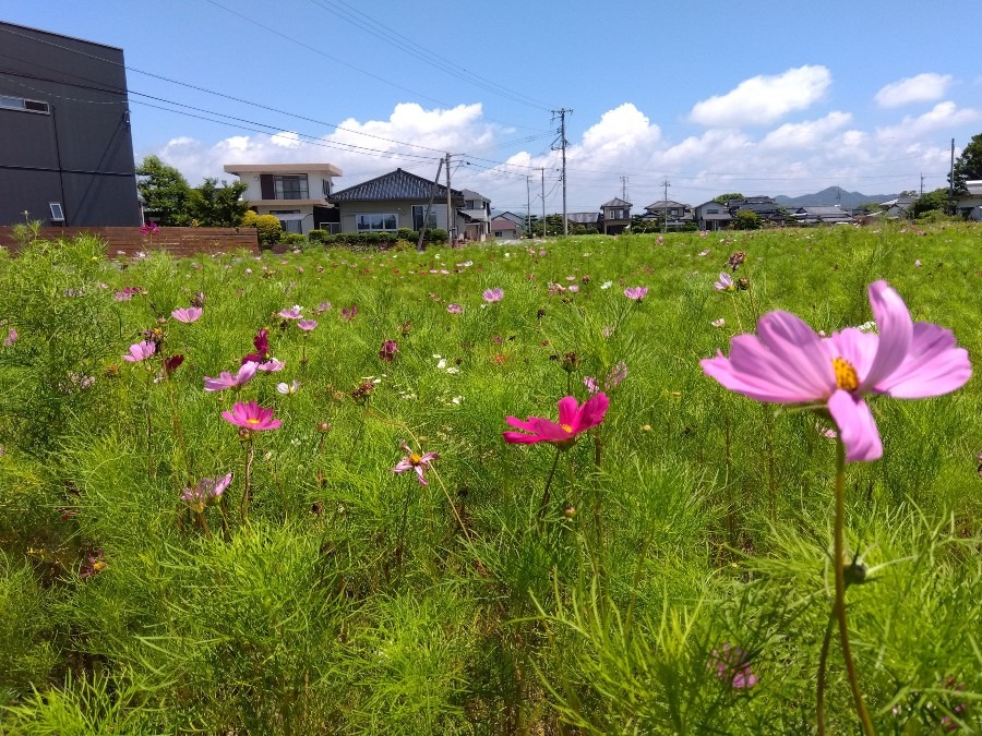 夏空とコスモス畑💖