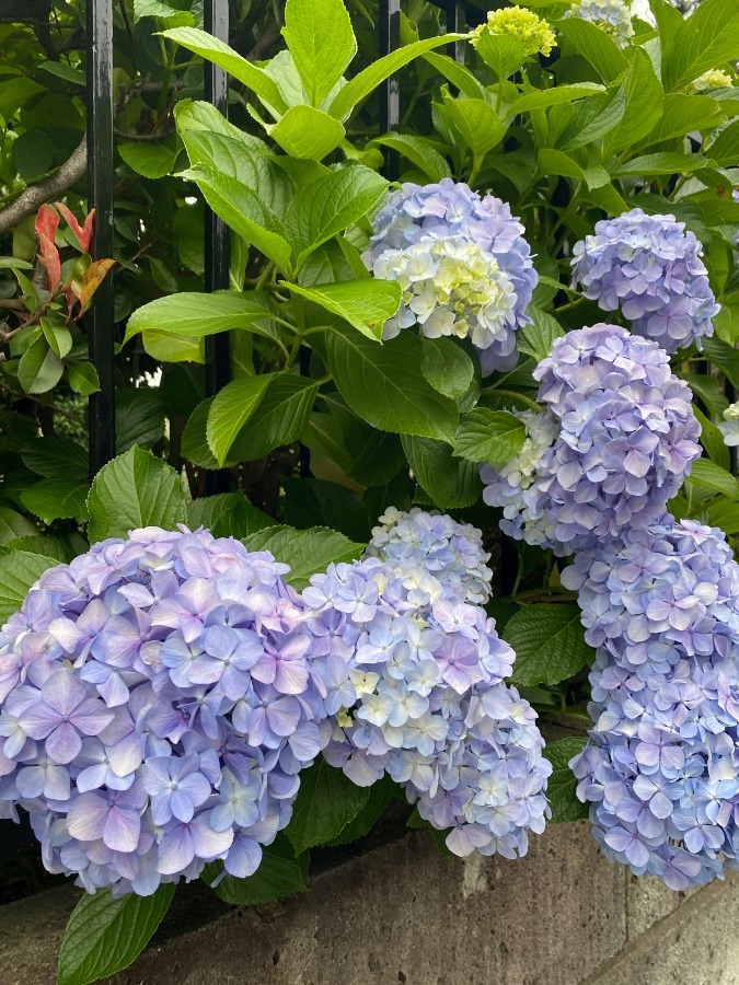 昔　明月院はこの種類が多かった🌈