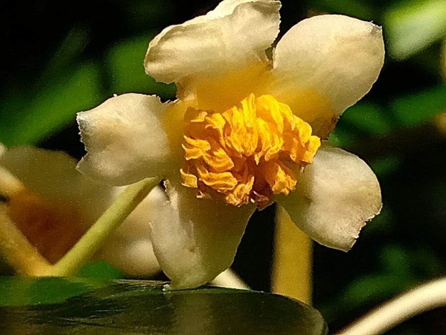 モッコクの花が咲いた✨