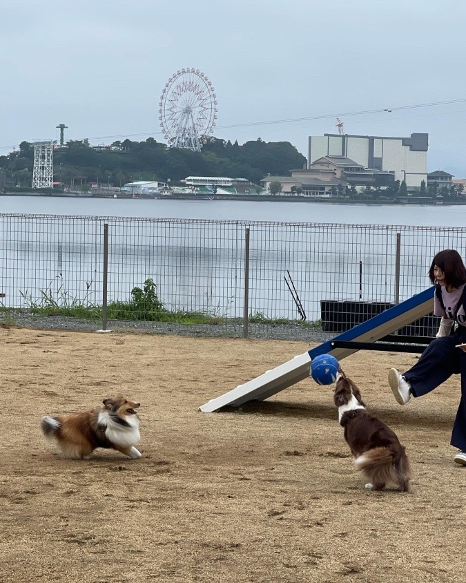 ワンワン サッカー部⚽️