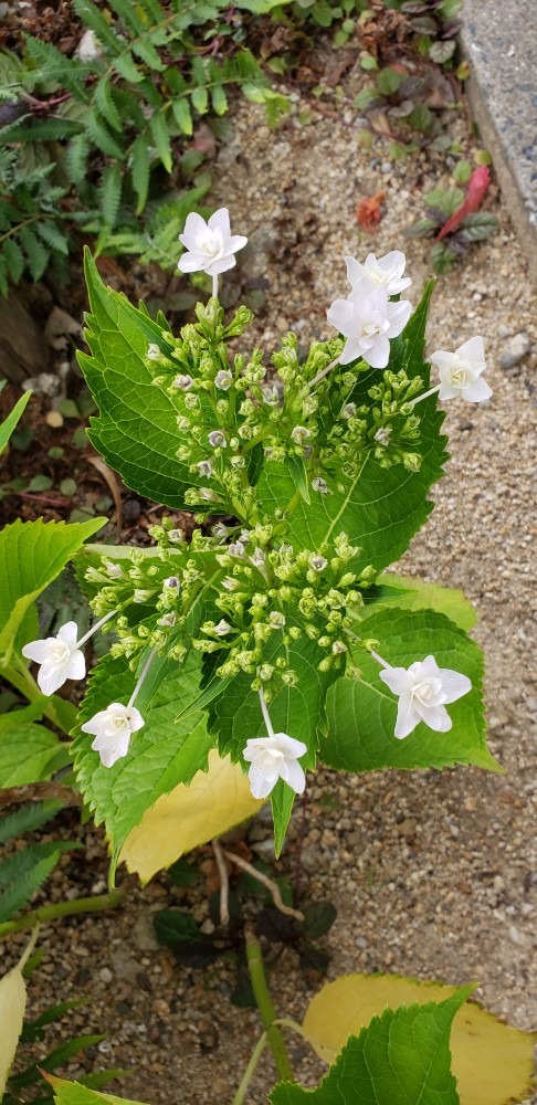 隅田の花火🎆