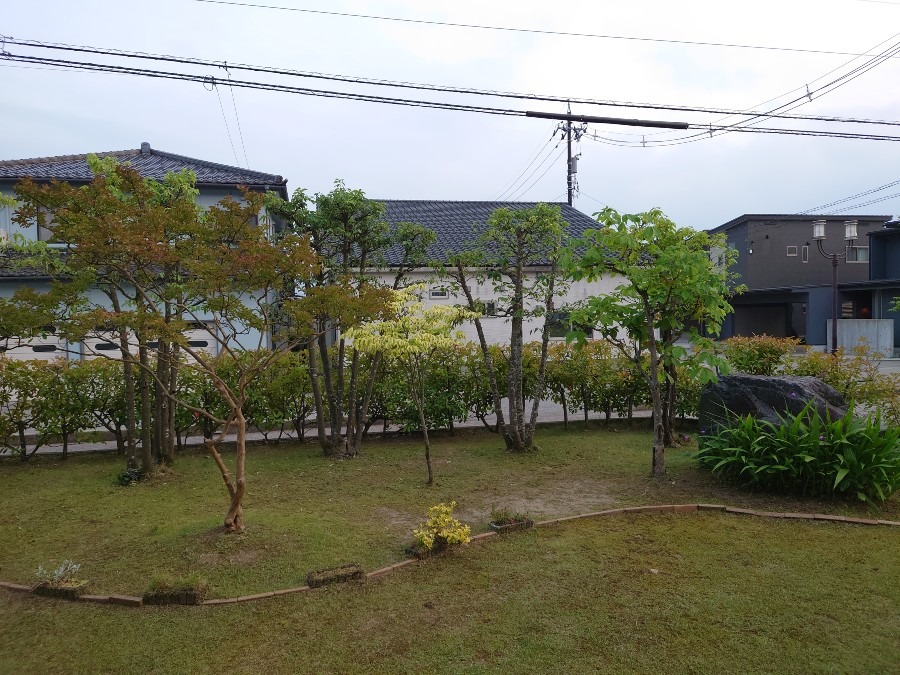 🌳庭の剪定🌳