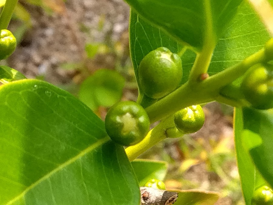 グアバに蕾がついた💚✨