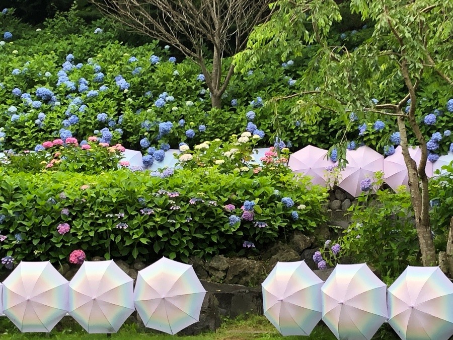 雨と6月のコラボ