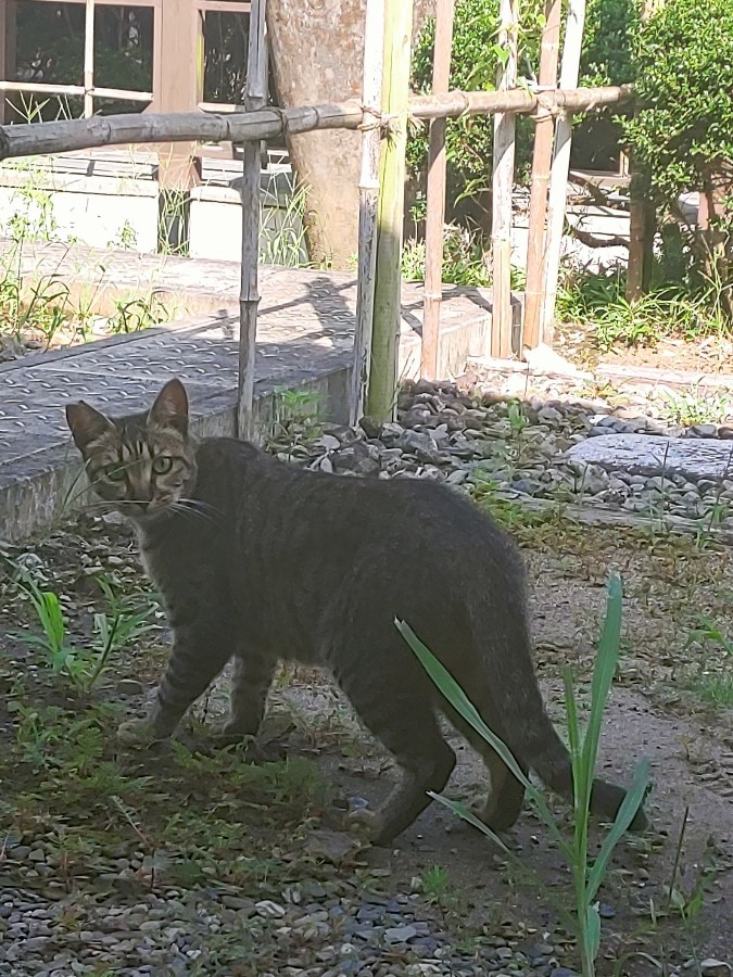 シェラトン🏢宮崎に居るネコ🐱