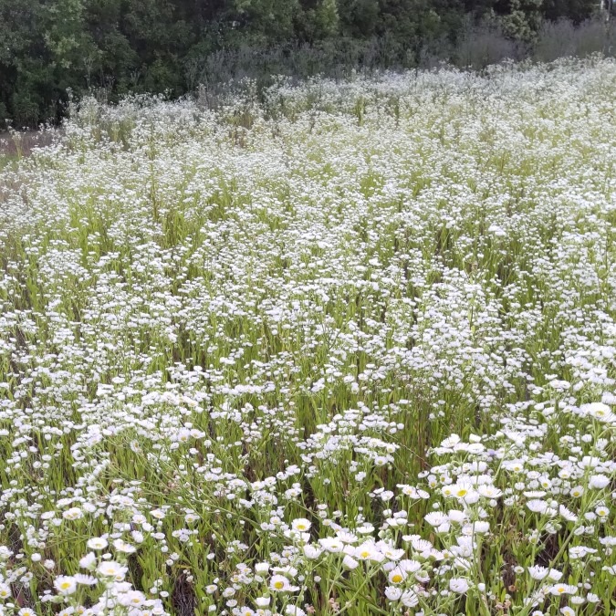 蕎麦の花・・のような🤗