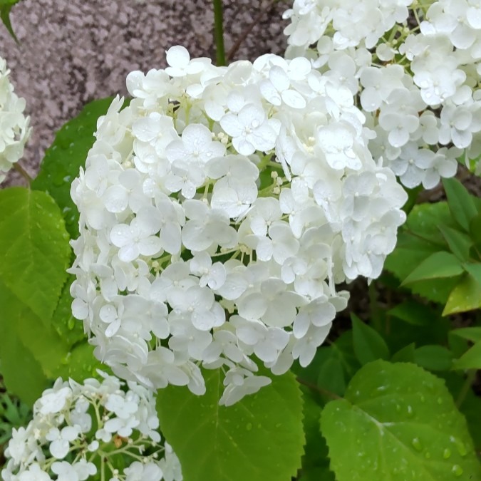 白く輝くアナベル💮🌿