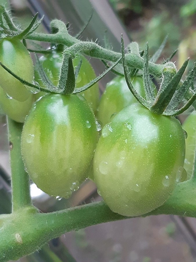 トマト🍅