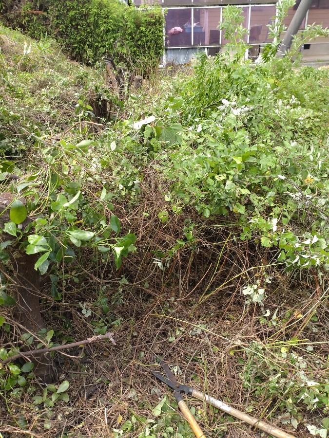 隠された香の花