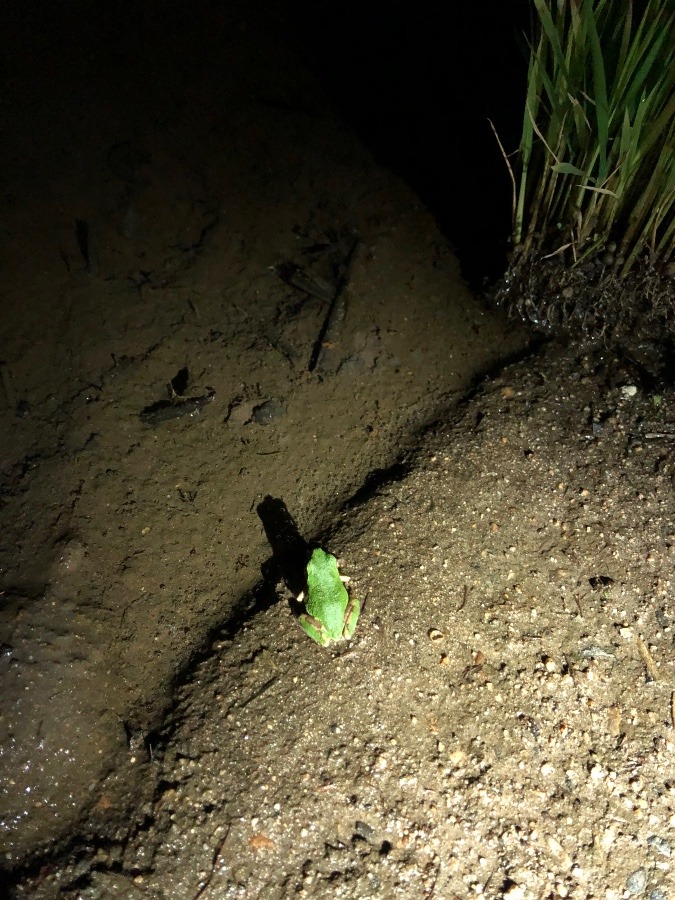 ウォーキング途中🚶‍♀️