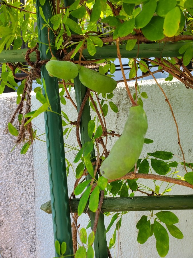 今年もアケビの実がついたよ☀️