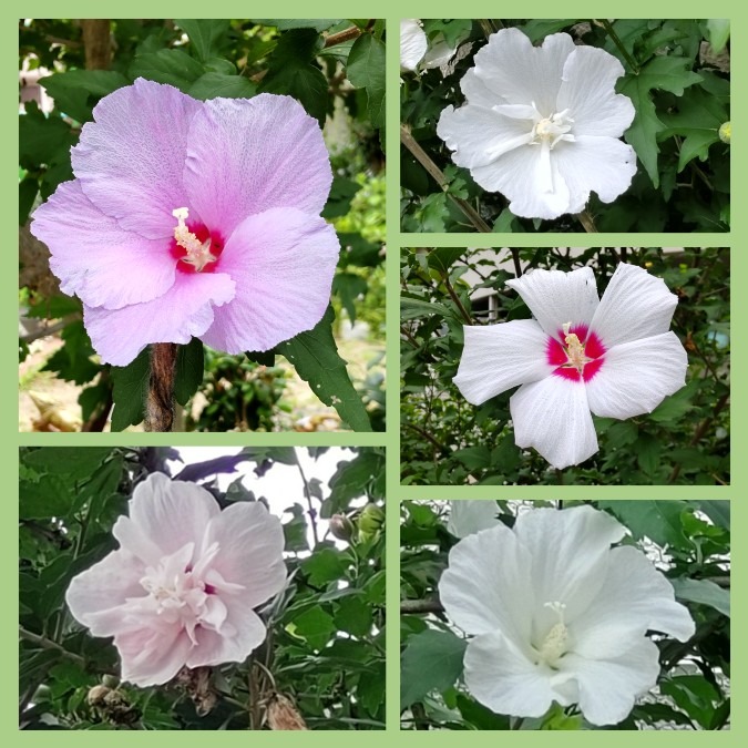 いろんな花姿・・美しい💮🌿