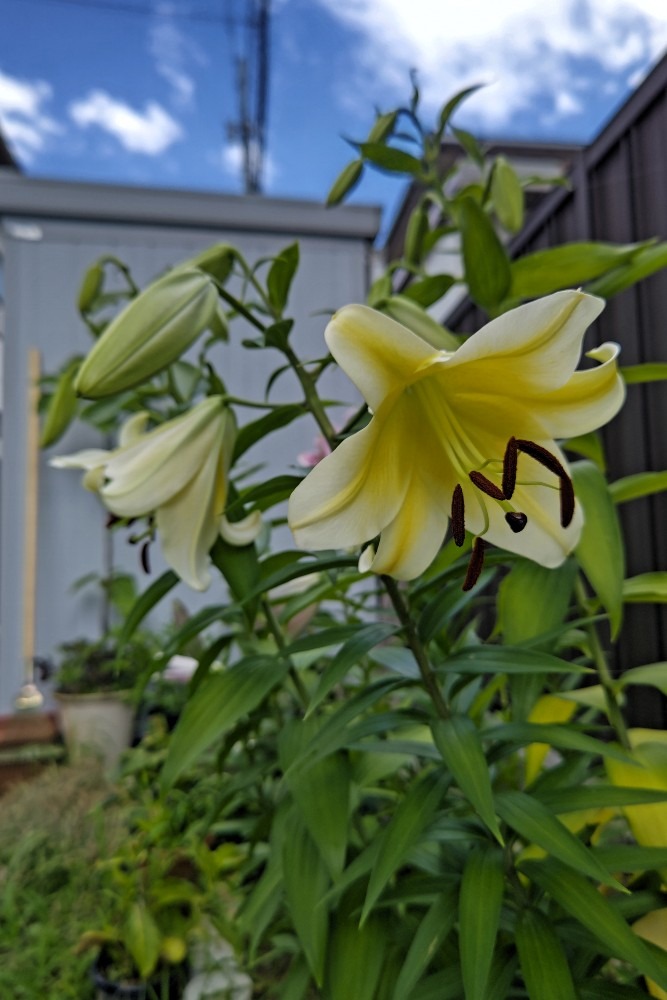 花