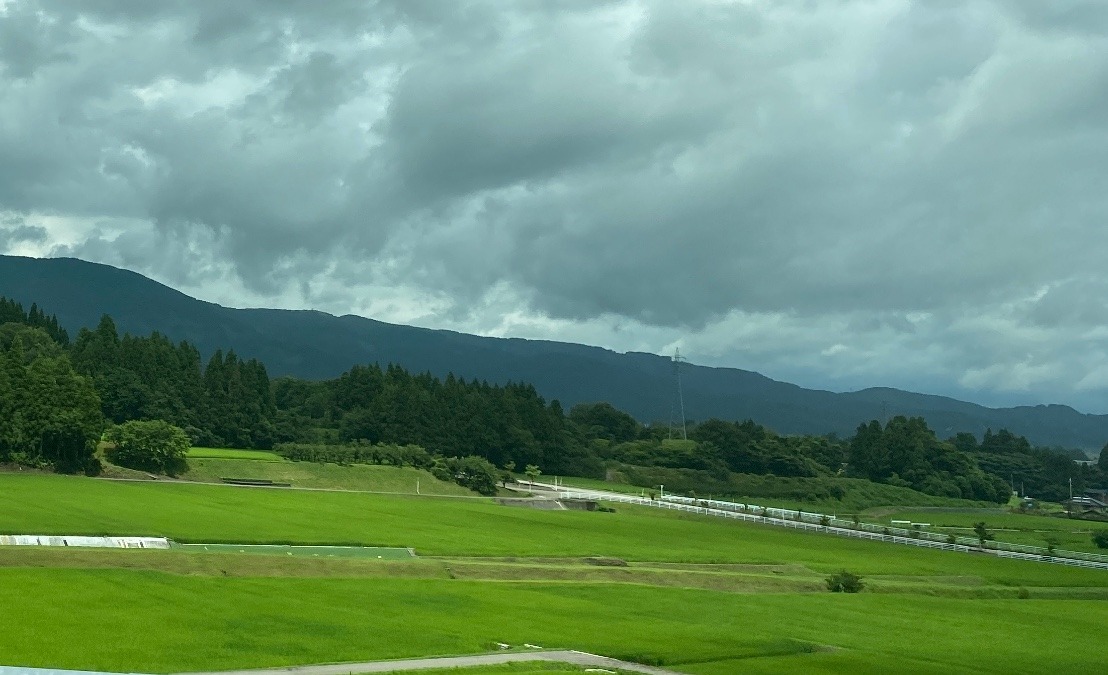 富山の米順調に育ってる