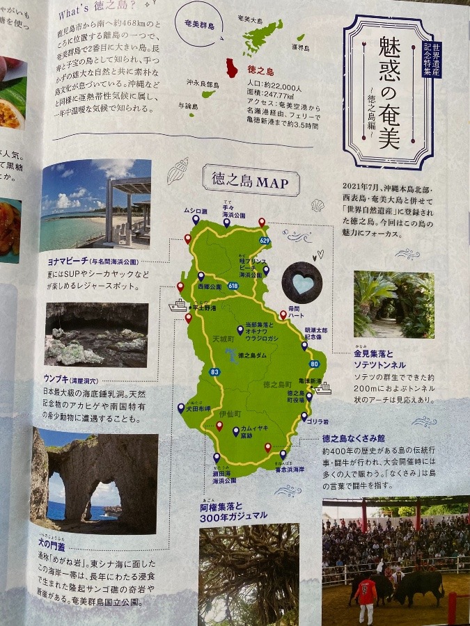 魅惑の奄美   🏊‍♂️🐍🌳徳之島編