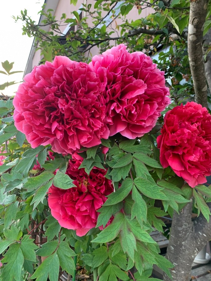 牡丹の花が咲きました