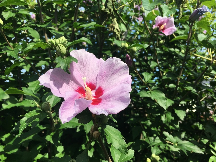 むくげの花（紫色）。猛暑の中、咲いてます。蕾もたくさんついてます。本日は、半夏生です。