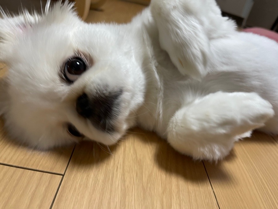 今日のワンコ🐶