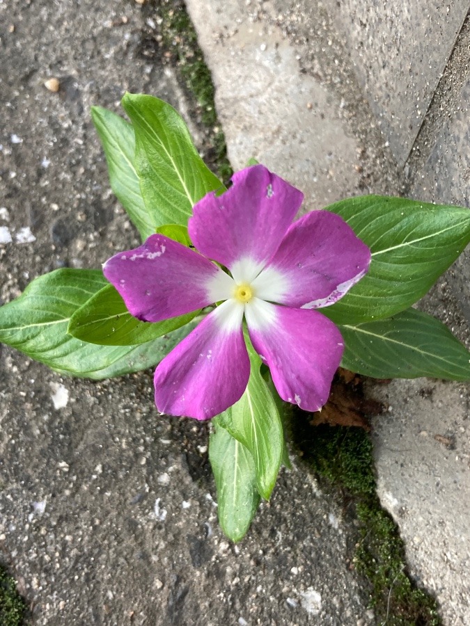 あらあらお花さん