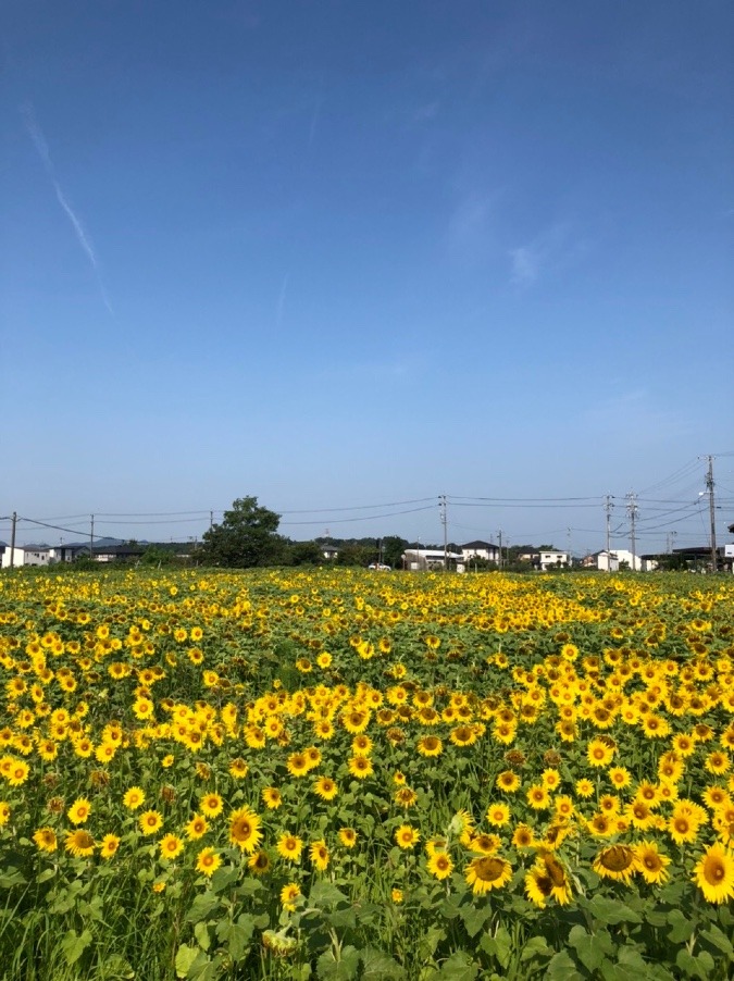 向日葵畑🌻