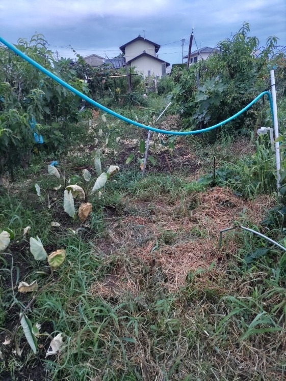 緊急の水遣り