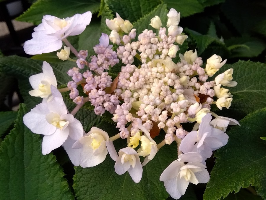 蕾が丸い紫陽花🤍③