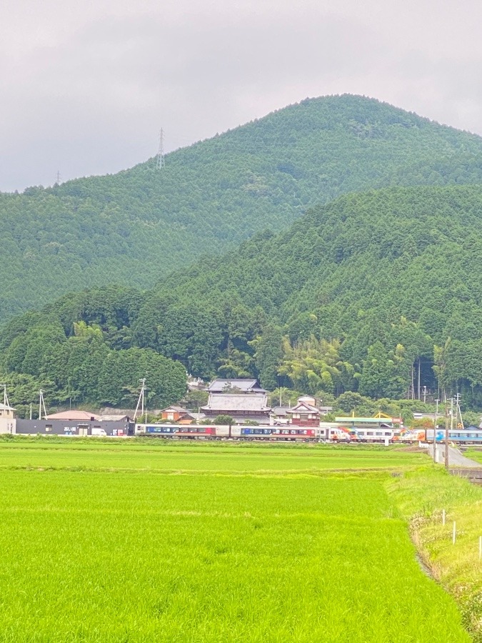 山と列車と田んぼ‼️