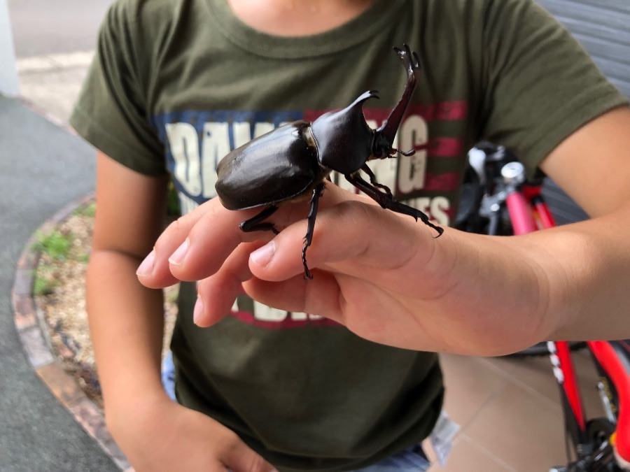 ✨カブトムシ✨