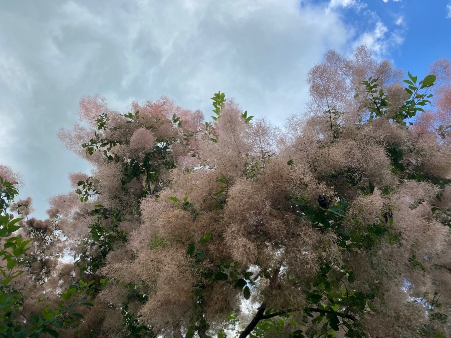 花倶楽部