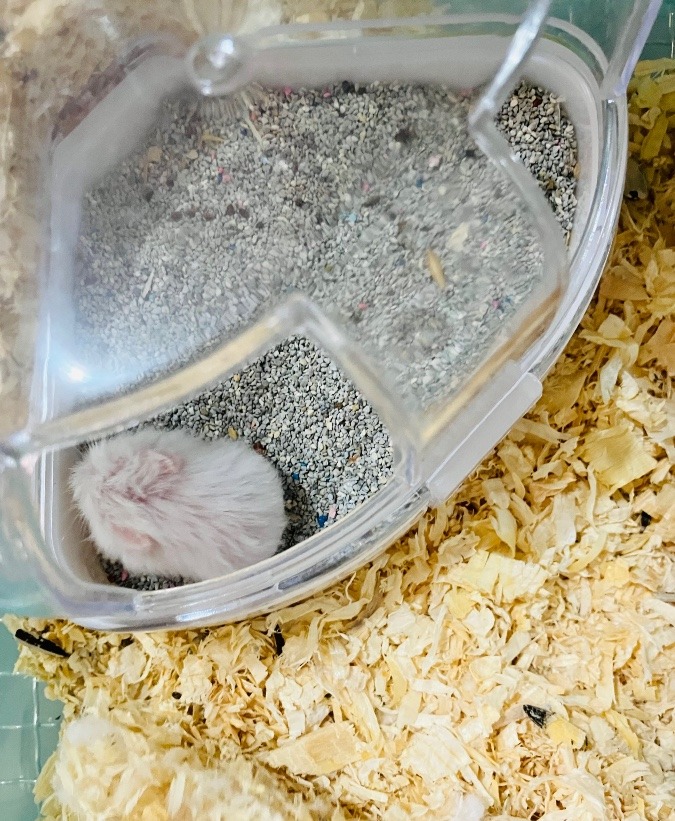 白チビ(*⁰▿⁰*)