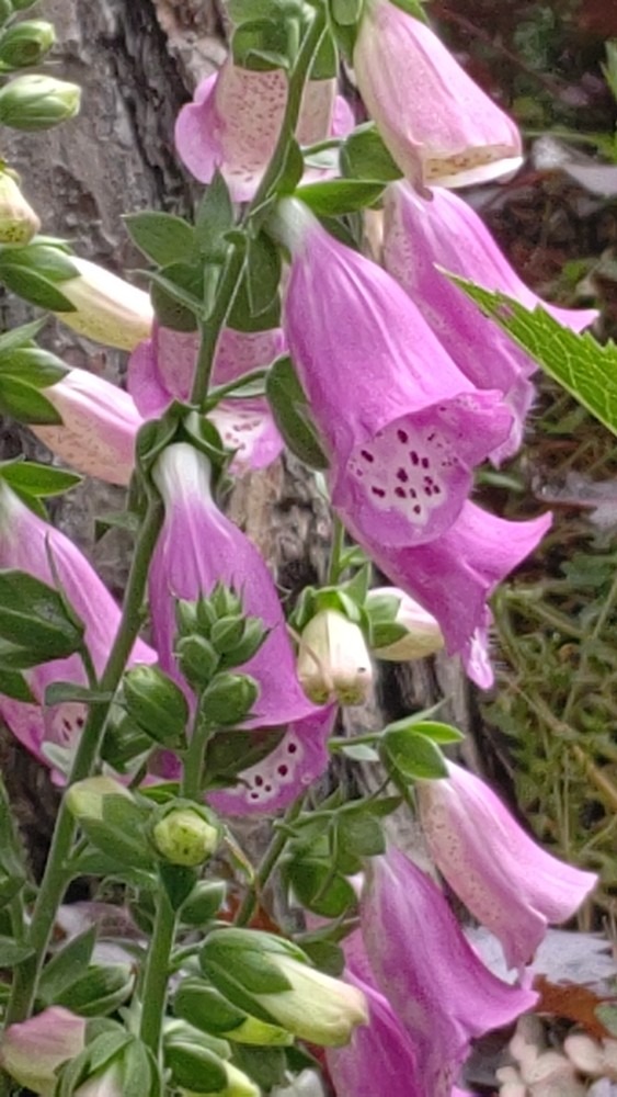 小さい釣り鐘風の花🥀