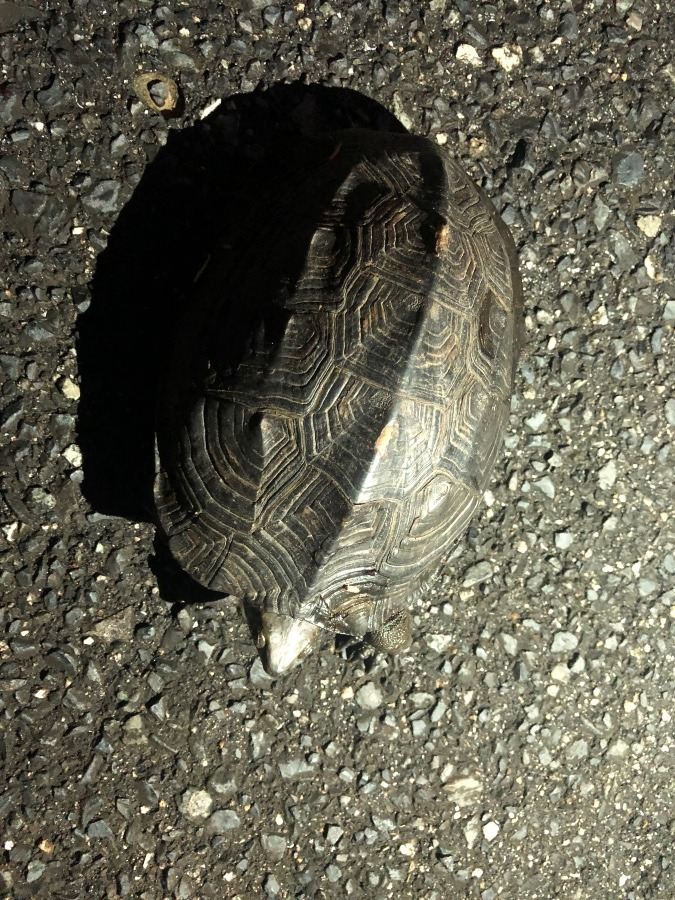 ウォーキング途中🐢