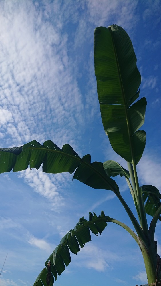 大きくなぁ〜れ🌿