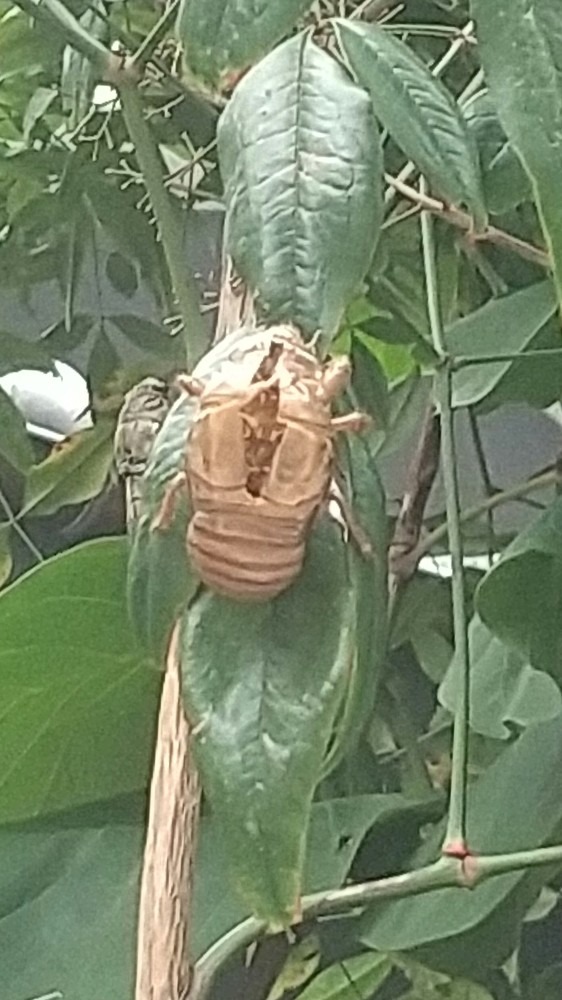 セミの脱け殻