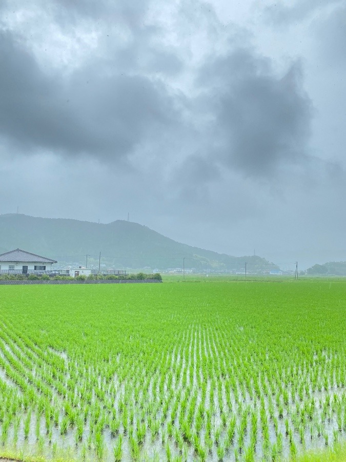 今朝の雲がもなかに見えた‼️