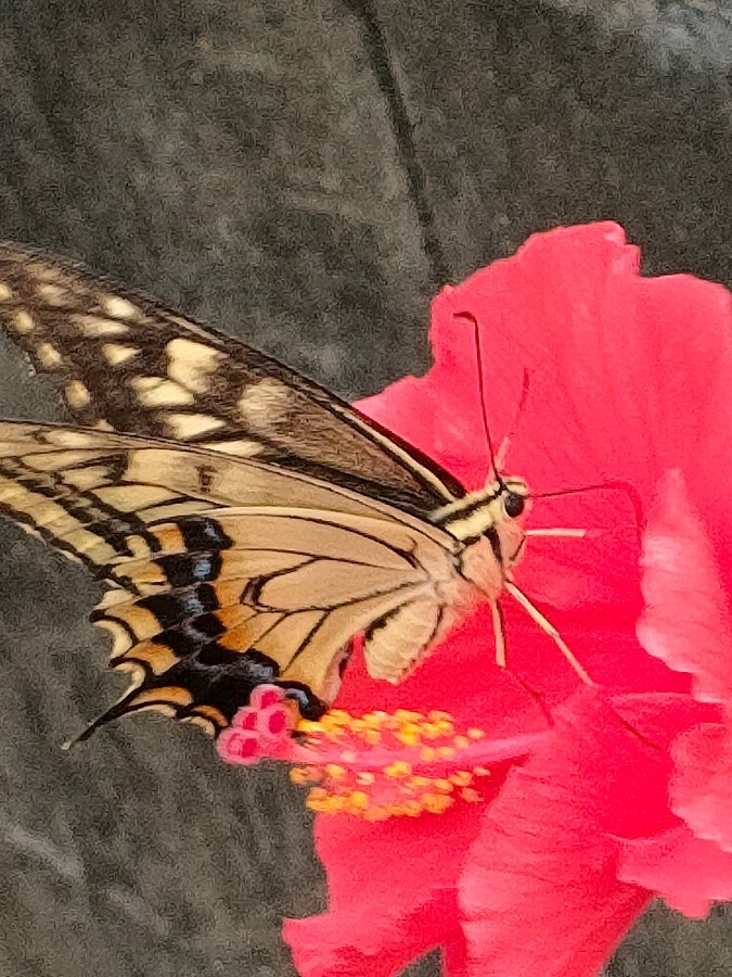 今朝逃したキアゲハ🦋