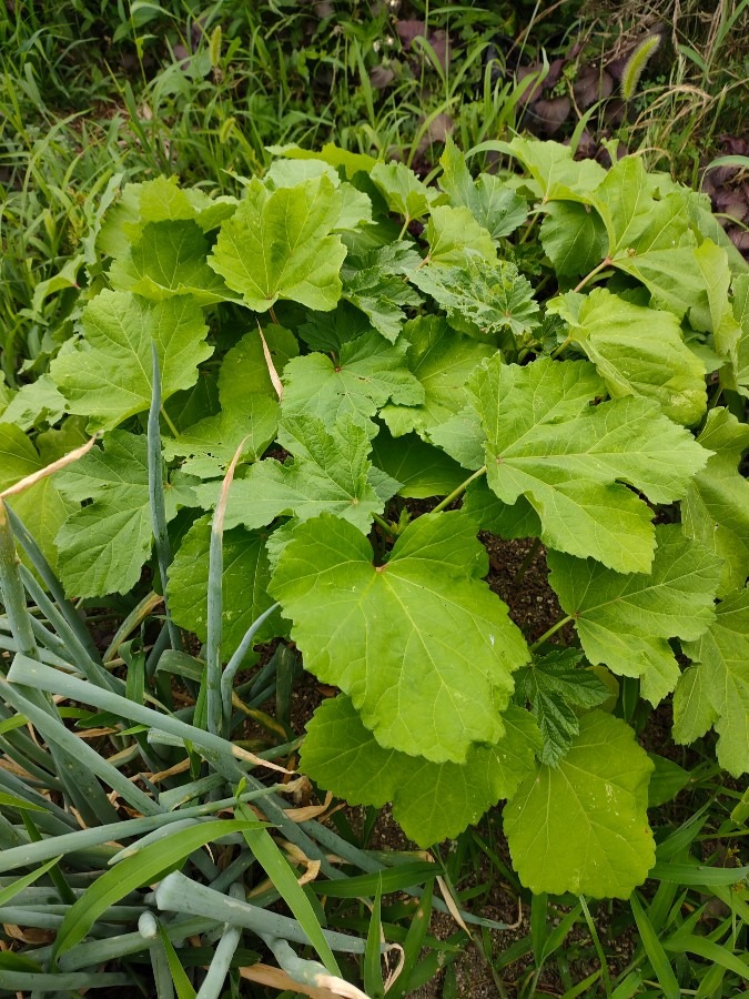 オクラの密植栽培