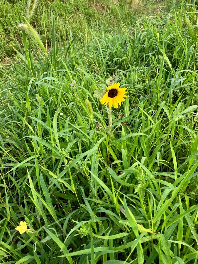 草の中から可愛いヒマワリが､、