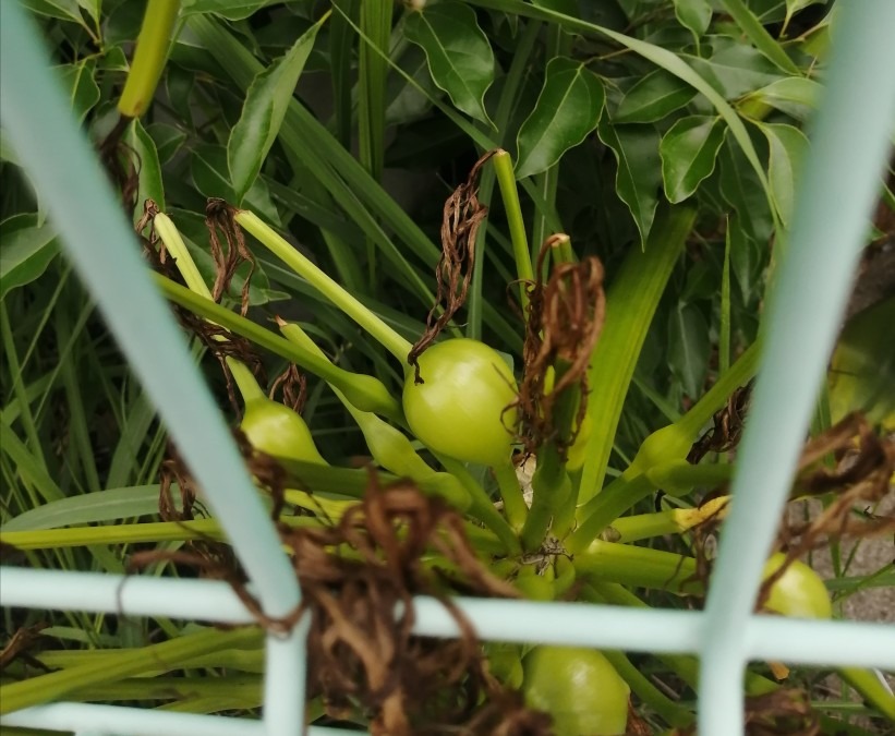 【クイズ】これは何の植物でしょう?