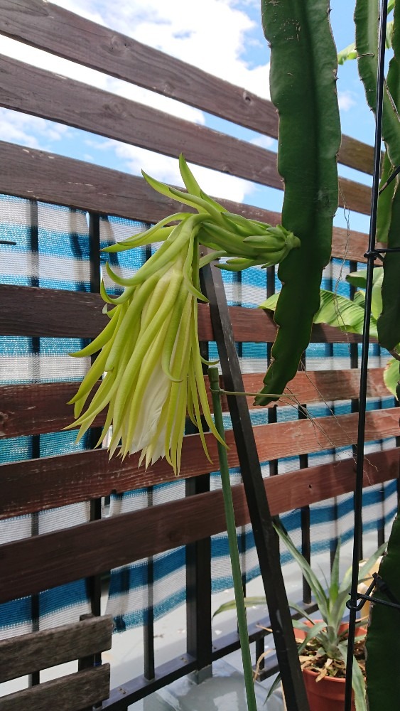 昨日の花はもう〜🐉