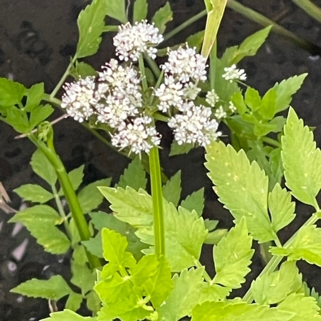 セリの花