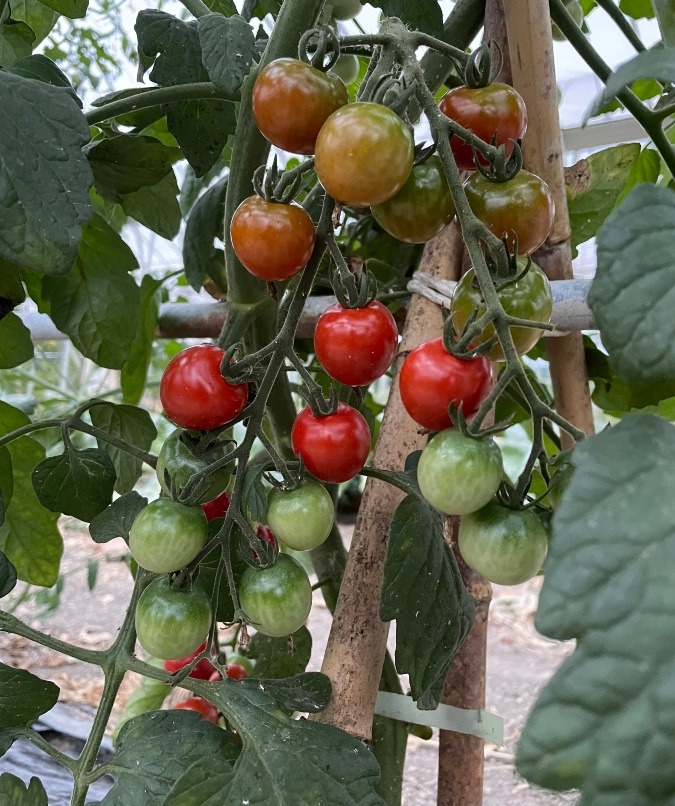 我が家の野菜②