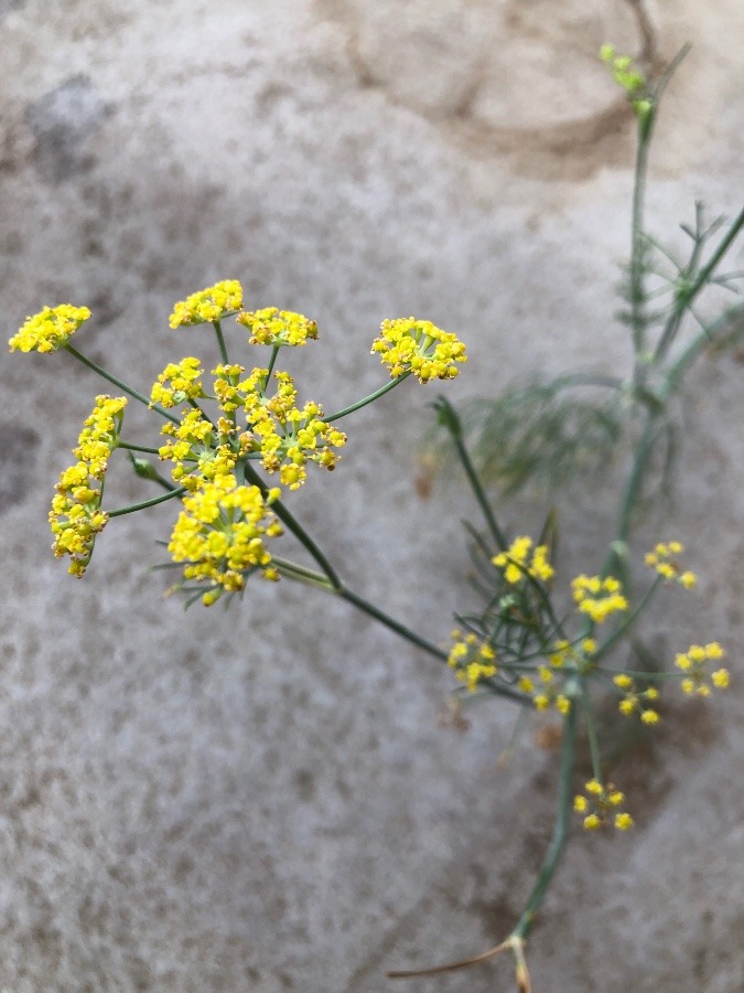 ファンネルの花