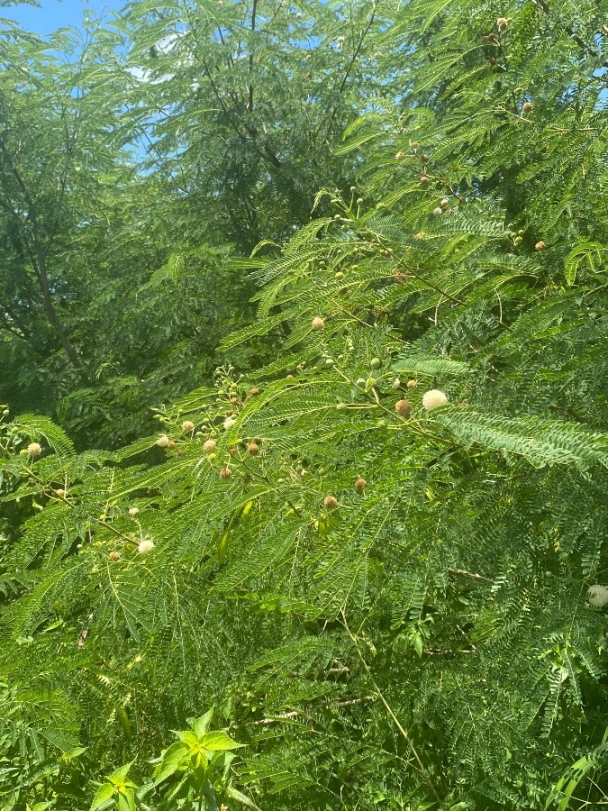 観葉植物