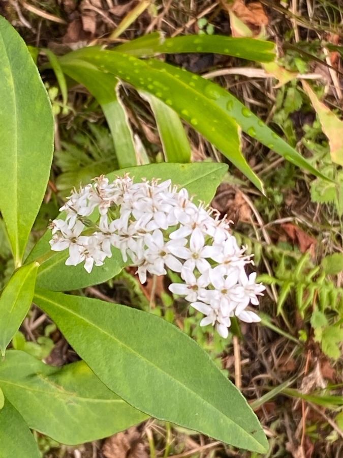 千歳山周りの花🌸🎶