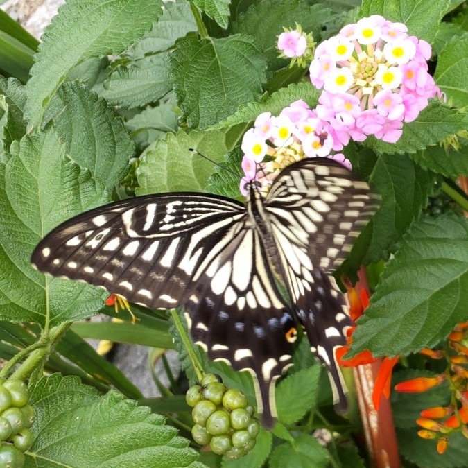 ランタナの花とアゲハ蝶➰🦋